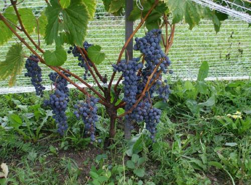 Bed & Breakfast C�te St-hermas G�te Au Vignoble