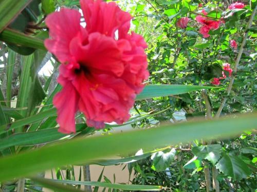 Private Apartment With A Pool In Merida (unit 1)