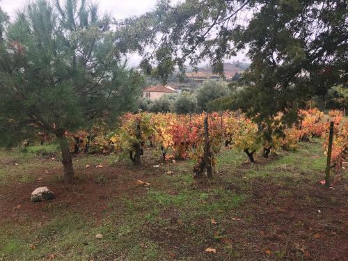 Apartamento Casa Da Farm�cia