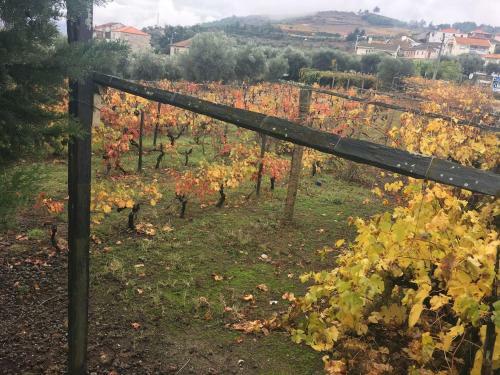Apartamento Casa Da Farm�cia