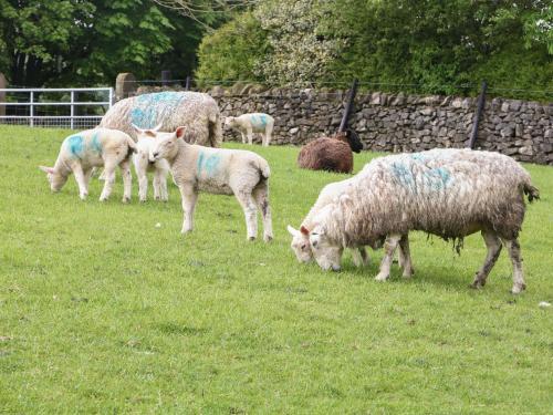 New Elm Tree Farm