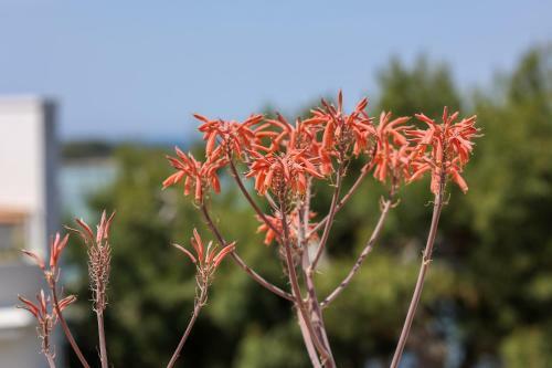 Salento Sea & Sun Apartment