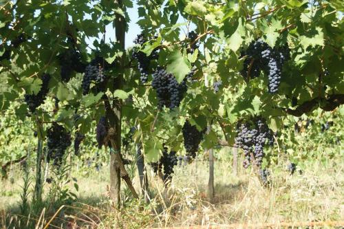 Apartamento Podere Vecci