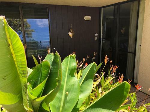 Apartamento Turtle Cove