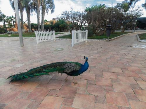 Apartamento Isla Park Ref. 043