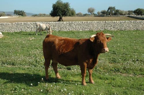 Agroturismo Agriturismo Il Melograno