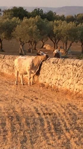 Agroturismo Agriturismo Il Melograno