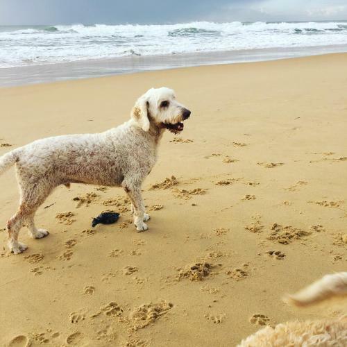 Apartamentos Saltwater Villas - Pet Friendly Accommodation