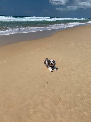Apartamentos Saltwater Villas - Pet Friendly Accommodation