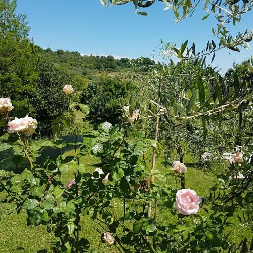 Bed & Breakfast L'albero Di Gamel�