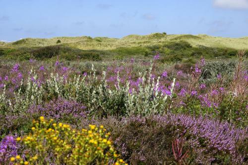Texelcamping Loodsmansduin