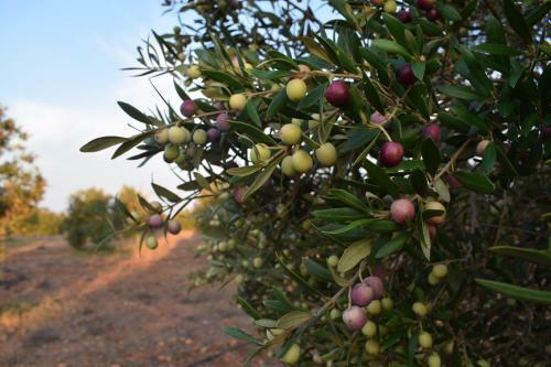 Agroturismo Cortijo La Molina De Cabo De Gata