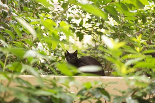 Gatto Perso Luxury Studio Apartments