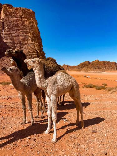 Hotel Wadi Rum Polaris Camp