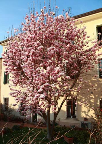 B&B La Magnolia