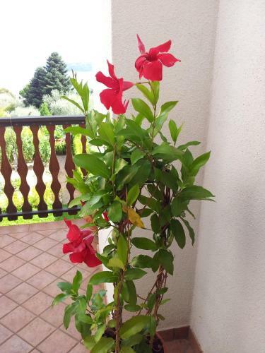 Bed & Breakfast Appartamento Lago Blu
