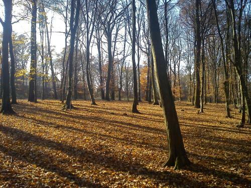 Apartmany Chodov
