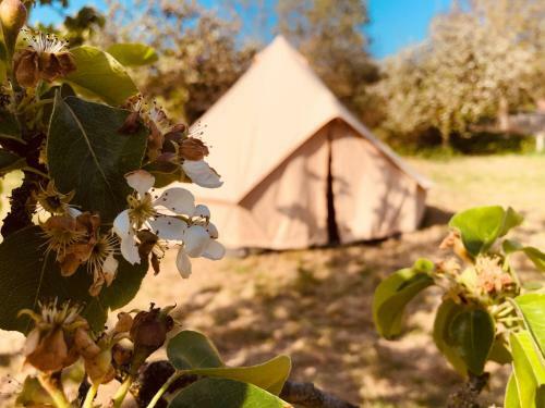 Glamping **the Nest**