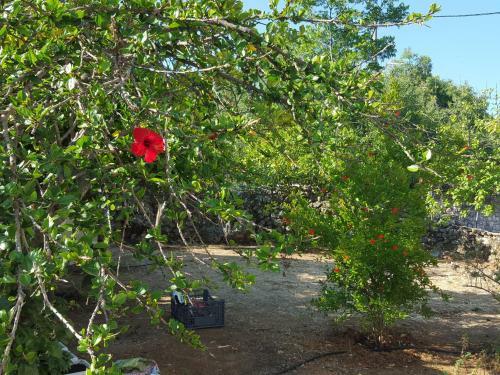 Apartamento Cottage Sakkatos