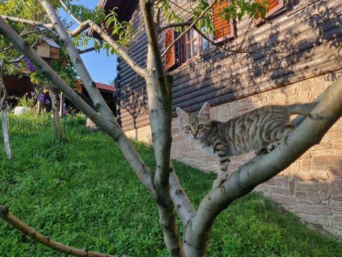 Ku?a Za Odmor Na Planini