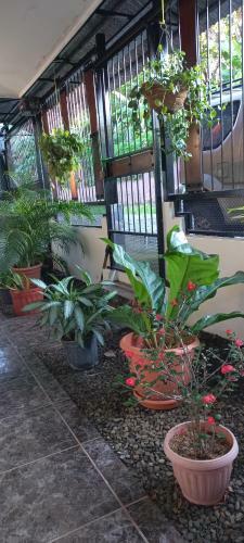 Jungle House