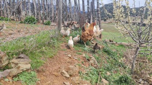 Agroturismo Gite Ain Bechar