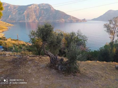 The Olive Tree House