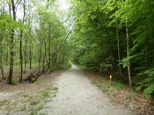 Chalet 24 Op Bospark Trimunt