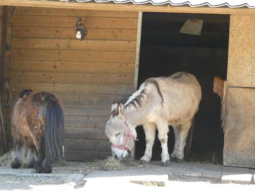 Chalet Nr 28 Op Bospark Trimunt