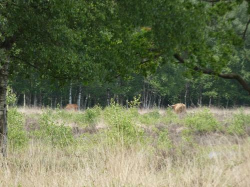 Boshuisje 11 Op Bospark Trimunt