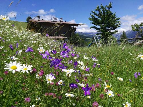 Apartamento Nestlhof