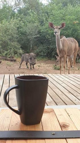 Leadwood Marloth, Kruger Park