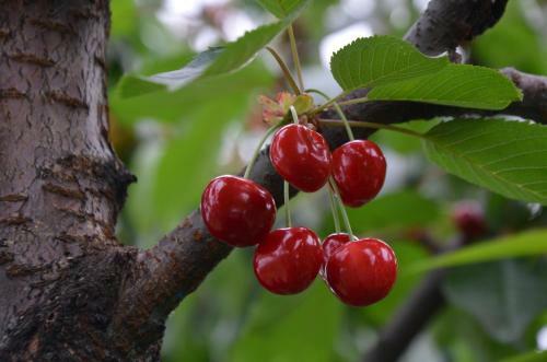 Apartamento Agricola Bargiolina