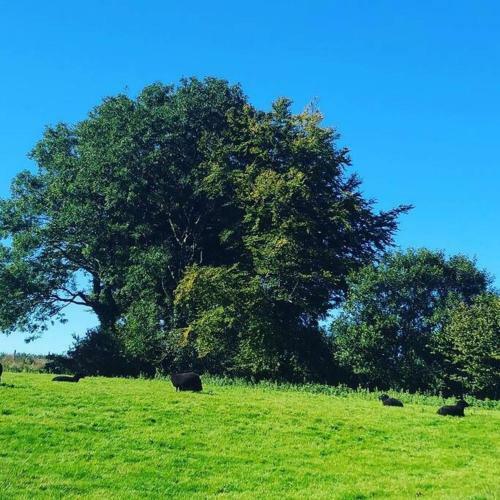 Fig Tree Barn