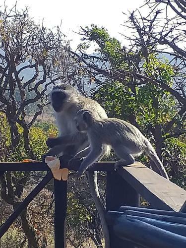 Apartamento Ifenwenzi Bush Chalet