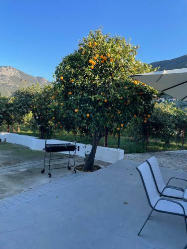 Villa Citrus Garden