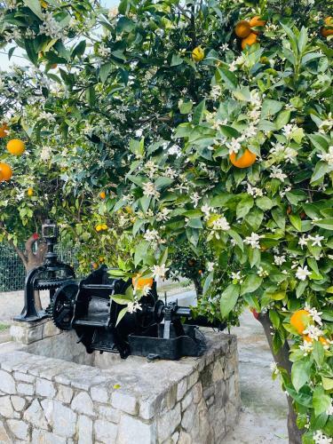 Villa Citrus Garden