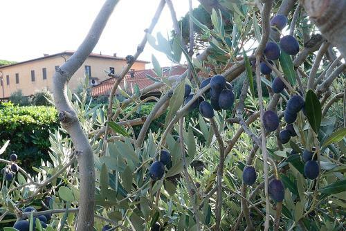Apartamento Podere San Giuseppe