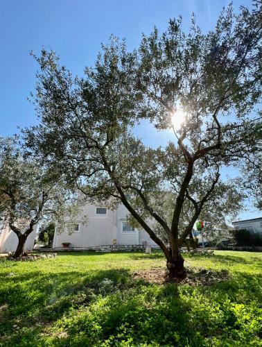 Apartmani Tino I Leon