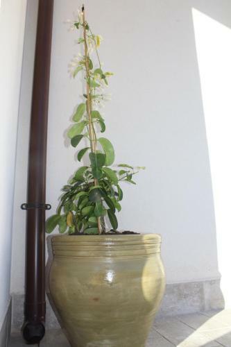 Apartamento Lo Scacciapensieri