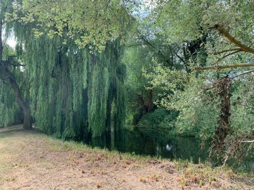 Great Witchingham Meadows