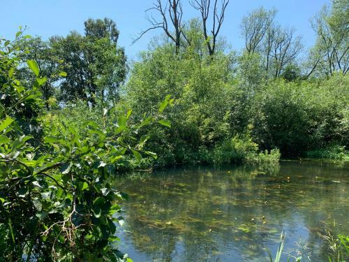 Great Witchingham Meadows