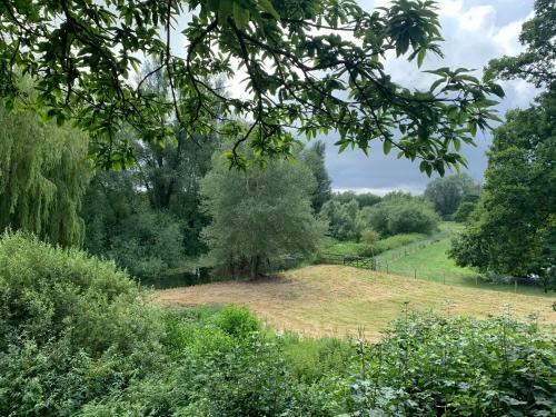 Great Witchingham Meadows