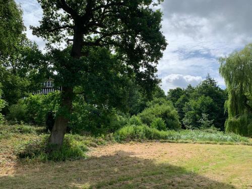 Great Witchingham Meadows