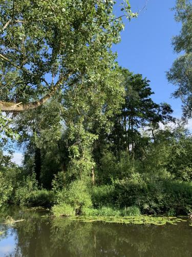 Great Witchingham Meadows