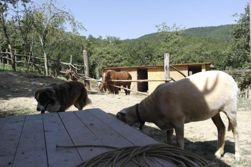 Agroturismo Agridomus Il Mulino