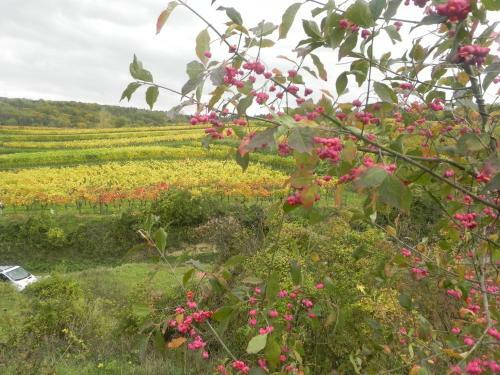 Apartamento Appartement Pauker