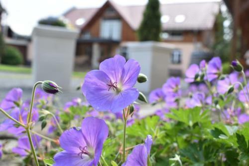 Apartamento Steffis - Hof