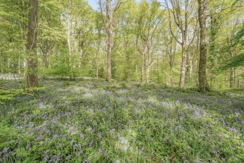 Bluebell Cottage