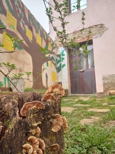 Albergue Eco El Beso - Vegano